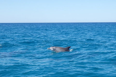 Noosa Wild Dolphin Safari - Attractions Brisbane 0