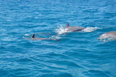 Noosa Wild Dolphin Safari - Attractions Brisbane 5