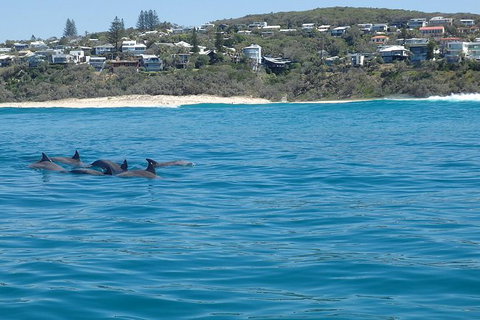 Noosa Wild Dolphin Safari - Attractions Brisbane 1