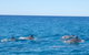 Noosa Wild Dolphin Safari - thumb 3