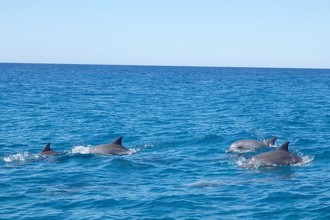Noosa Wild Dolphin Safari - Attractions Brisbane 3