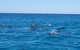 Noosa Wild Dolphin Safari - thumb 6