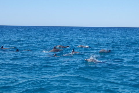 Noosa Wild Dolphin Safari - Attractions Brisbane 6