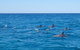 Noosa Wild Dolphin Safari - thumb 7