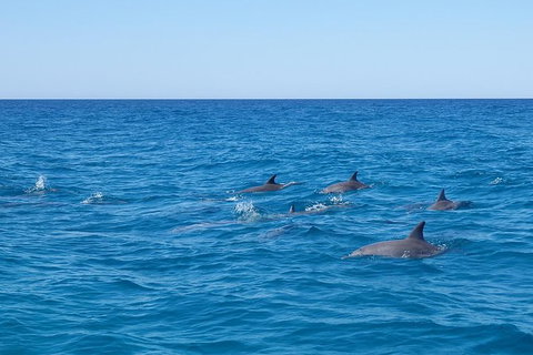 Noosa Wild Dolphin Safari - Attractions Brisbane 7