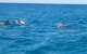 Noosa Wild Dolphin Safari - thumb 2