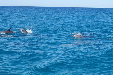 Noosa Wild Dolphin Safari - Attractions Brisbane 2