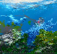Full Day Snorkel In The Great Barrier Reef - Attractions Brisbane