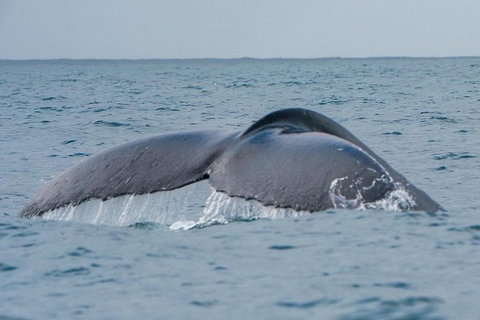2-Hour Guided Whale Watching Tour At Noosa - Attractions Brisbane 2