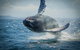 2-Hour Guided Whale Watching Tour At Noosa - thumb 0