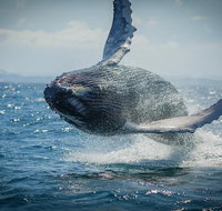 2-Hour Guided Whale Watching Tour at Noosa - Attractions Brisbane