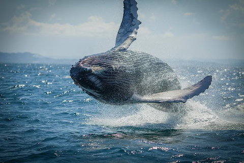 2-Hour Guided Whale Watching Tour At Noosa - Attractions Brisbane 0