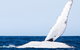 2-Hour Guided Whale Watching Tour At Noosa - thumb 5