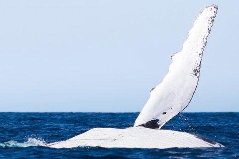 2-Hour Guided Whale Watching Tour At Noosa - Attractions Brisbane 5