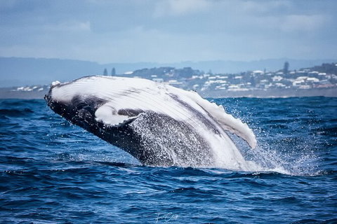 2-Hour Guided Whale Watching Tour At Noosa - Attractions Brisbane 1