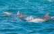 2-Hour Guided Whale Watching Tour At Noosa - thumb 4