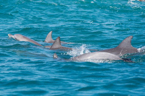 2-Hour Guided Whale Watching Tour At Noosa - Attractions Brisbane 4