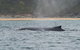 2-Hour Guided Whale Watching Tour At Noosa - thumb 3