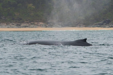 2-Hour Guided Whale Watching Tour At Noosa - Attractions Brisbane 3