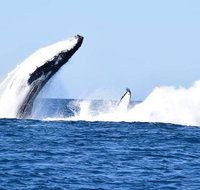 Noosa Whale Watching - Attractions Brisbane