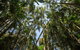 Full-Day Guided Hinterland Adventure Tour In Queensland - thumb 3