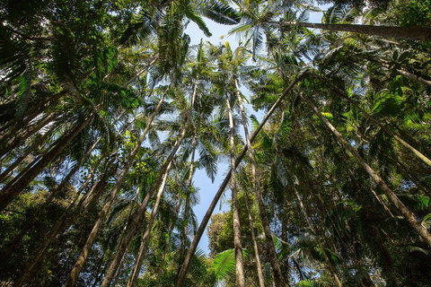 Full-Day Guided Hinterland Adventure Tour In Queensland - Attractions Brisbane 3