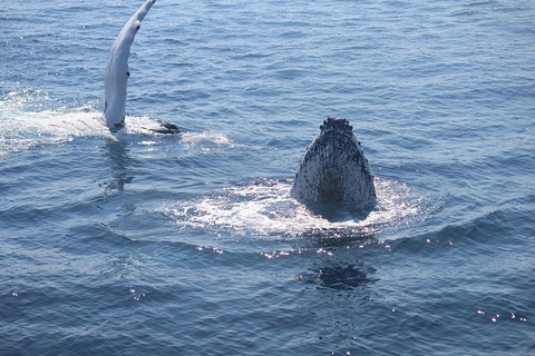 Whale Watching Cruise From Mooloolaba - Attractions Brisbane 5