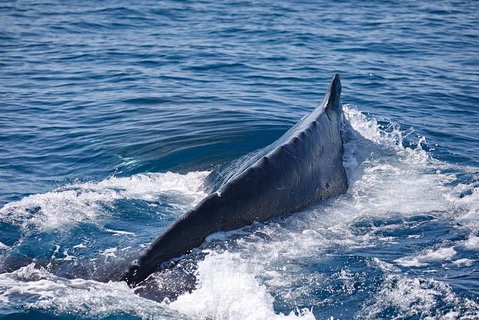 Whale Watching Cruise From Mooloolaba - Attractions Brisbane 3