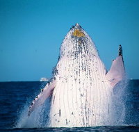 Whale Watching Cruise from Mooloolaba - Attractions Brisbane