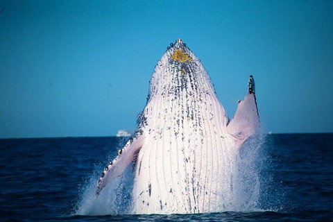 Whale Watching Cruise From Mooloolaba - Attractions Brisbane 0