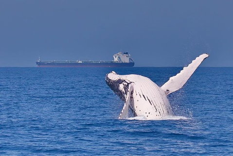Whale Watching Cruise From Mooloolaba - Attractions Brisbane 6