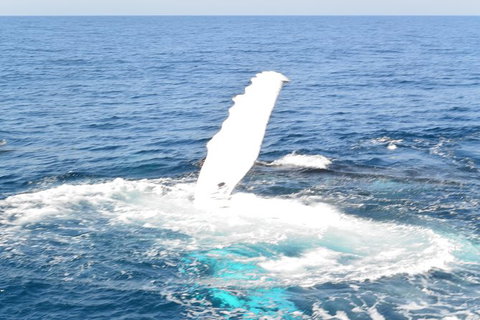 Whale Watching Cruise From Mooloolaba - Attractions Brisbane 4