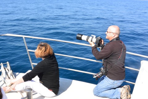Whale Watching Cruise From Mooloolaba - Attractions Brisbane 2