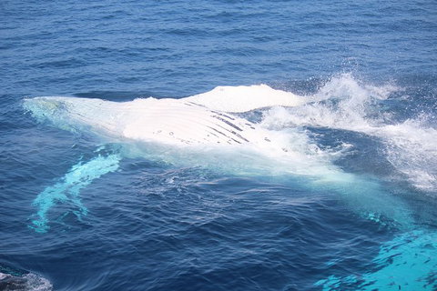 Whale Watching Cruise From Mooloolaba - Attractions Brisbane 1