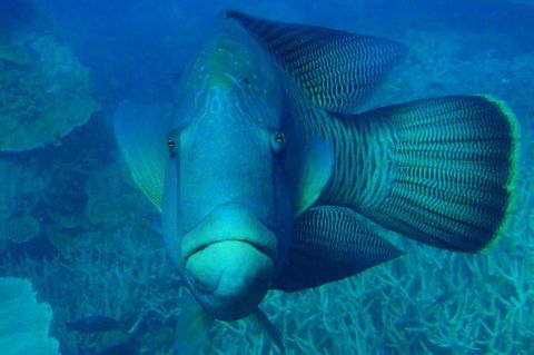 Great Barrier Reef Luxury Expedition Cruise Cabin Booking 7 Days 6 Night - Attractions Brisbane 3