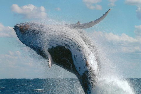 Great Barrier Reef Luxury Expedition Cruise Cabin Booking 7 Days 6 Night - Attractions Brisbane 7
