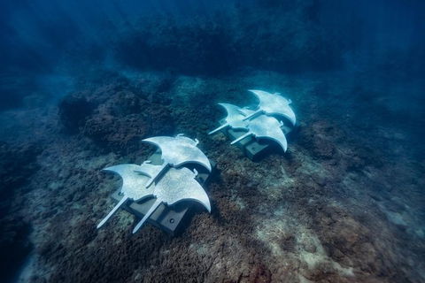 Premium Private Charter - Attractions Brisbane 8