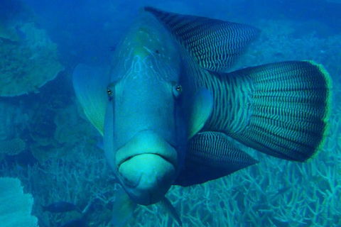 Great Barrier Reef Private Expedition Cruise (min 4 Day Max 8 Guests) - Attractions Brisbane 7