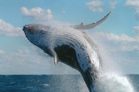 Great Barrier Reef Private Expedition Cruise (min 4 Day Max 8 Guests) - Attractions Brisbane 4