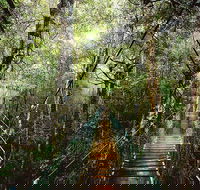 O'Reilly's  Lamington National Park from Gold Coast - Attractions Brisbane
