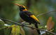 O\'Reilly\'s & Lamington National Park From Gold Coast - thumb 10