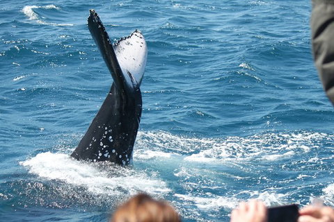 Half-Day Whale Watching In Urangan - Attractions Brisbane 2