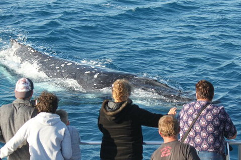 Half-Day Whale Watching In Urangan - Attractions Brisbane 5