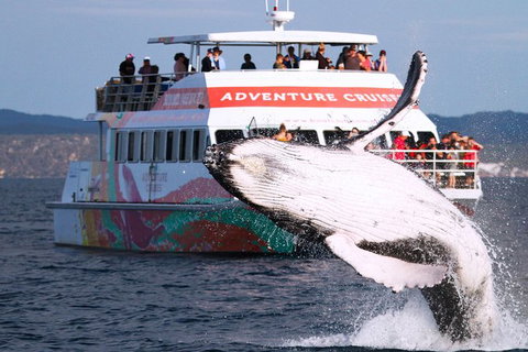 Half-Day Whale Watching In Urangan - Attractions Brisbane 0