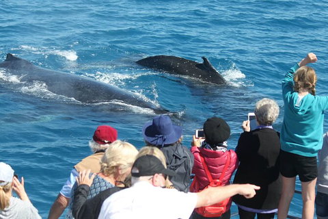 Half-Day Whale Watching In Urangan - Attractions Brisbane 4