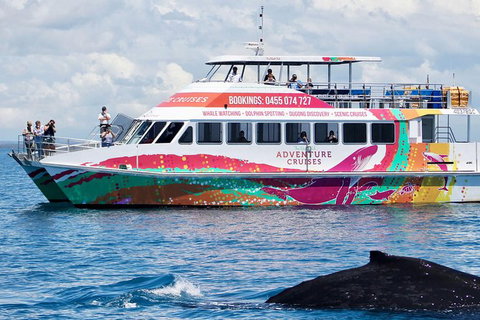 Half-Day Whale Watching In Urangan - Attractions Brisbane 1