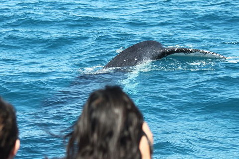 Half-Day Whale Watching In Urangan - Attractions Brisbane 7