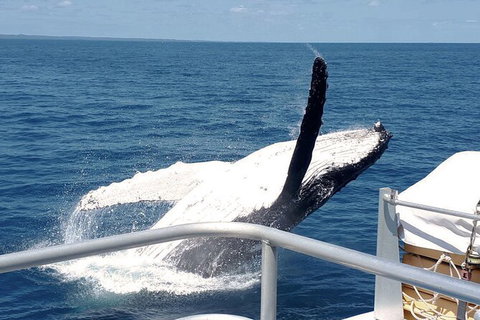 Half-Day Whale Watching In Urangan - Attractions Brisbane 3