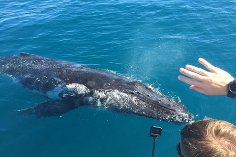 Half-Day Whale Watching In Urangan - Attractions Brisbane 6