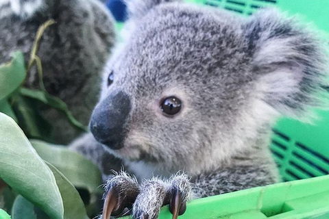 Nature By Night - Attractions Brisbane 4